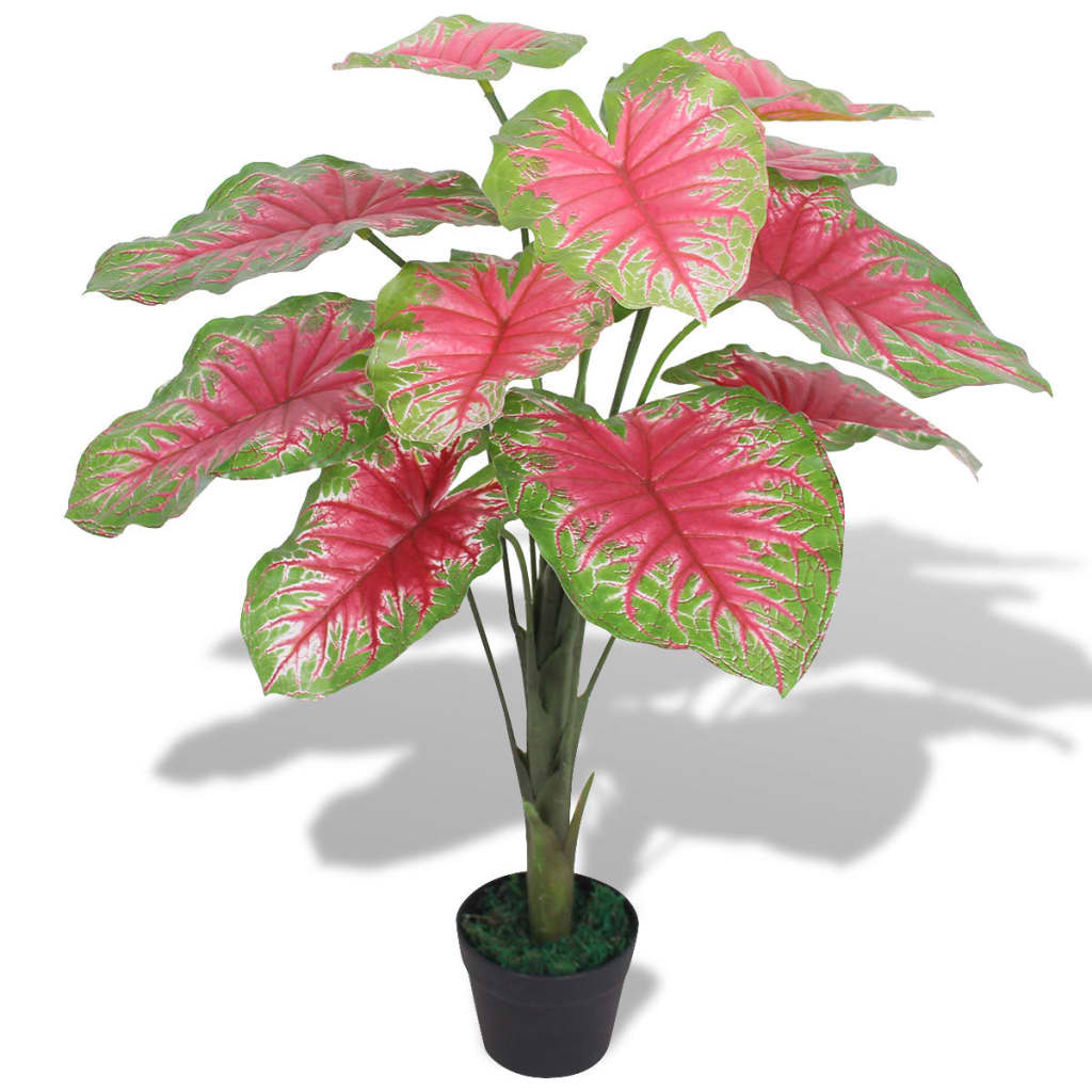 Plante Vert et Rouge